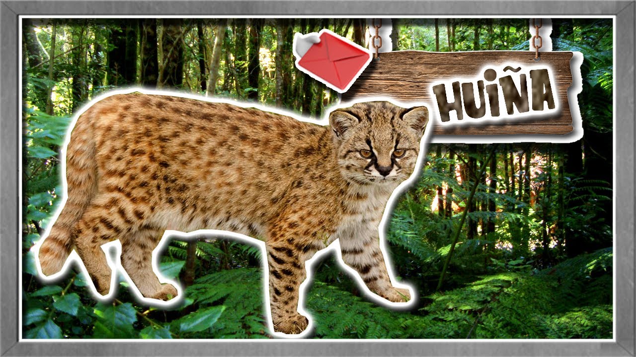 hui&ntilde;a: El gatito de Chile - documental de animales salvajes
