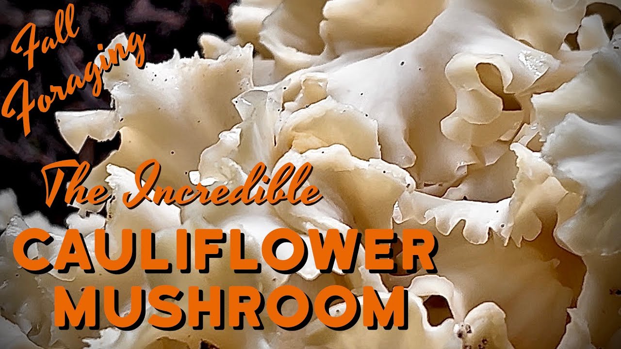 Cauliflower Mushroom (Sparassis radicata) - Wild Mushroom Hunting in the Forest of the PNW