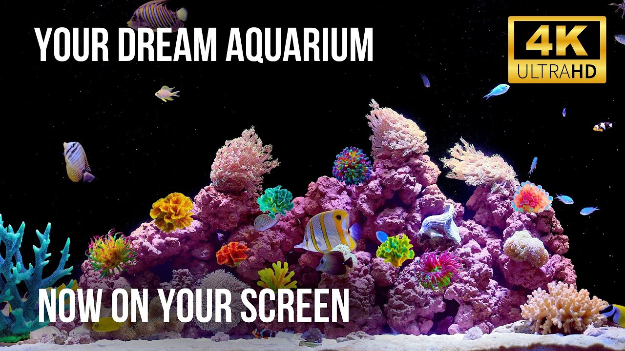 🐟 Аквариум в Реальном Времени 4K | Нежный Поток Воды и Умиротворяющая Жизнь Рифа