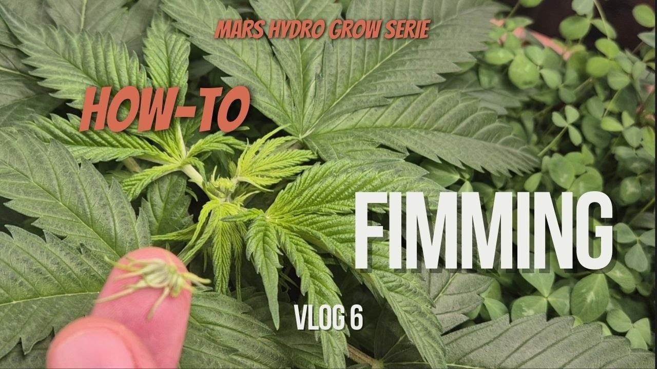 Topping vs. Fimming: So f&ouml;rderst du deine Pflanzen in der Vegiphase🌱| Mars Hydro FC 1500 EVO
