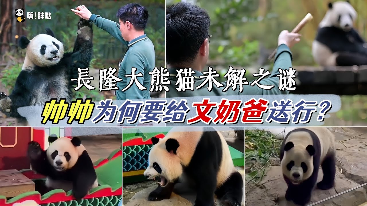 熊猫帅帅为何要文奶爸送行？长隆熊猫的第一大未解之谜。长隆14只熊猫的奶爸的故事
