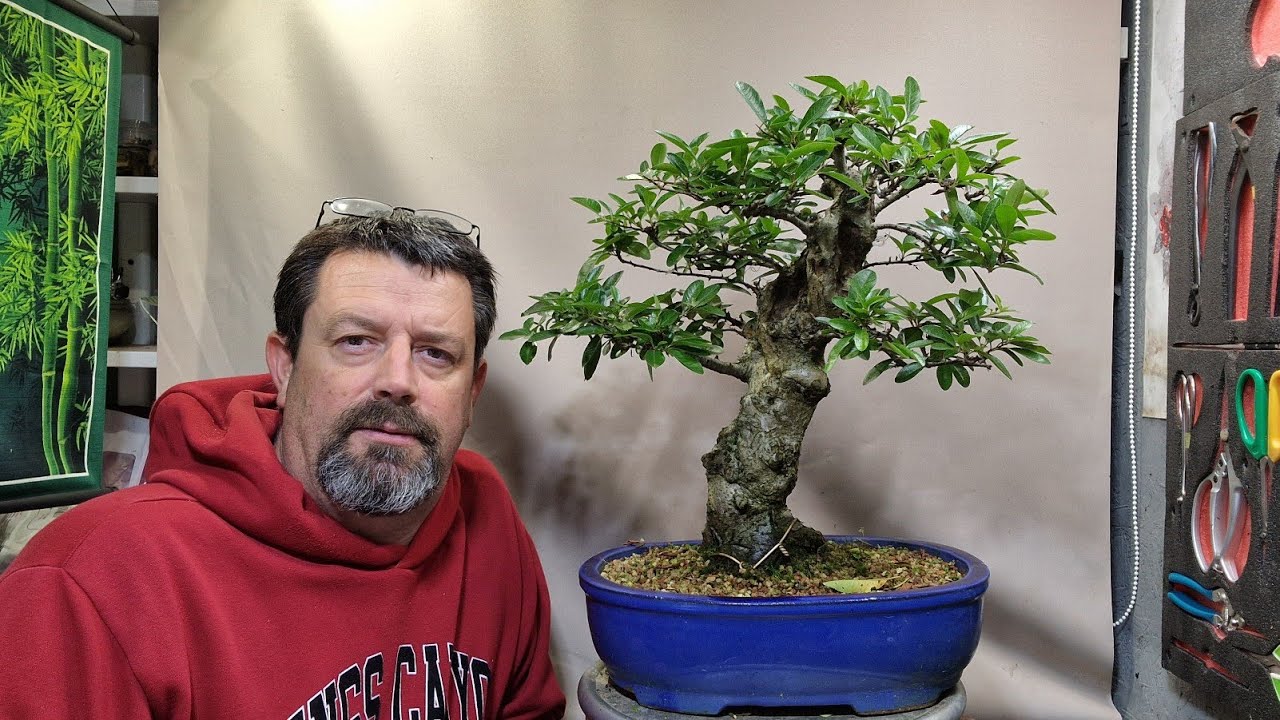 Обрезка пираканты и граба