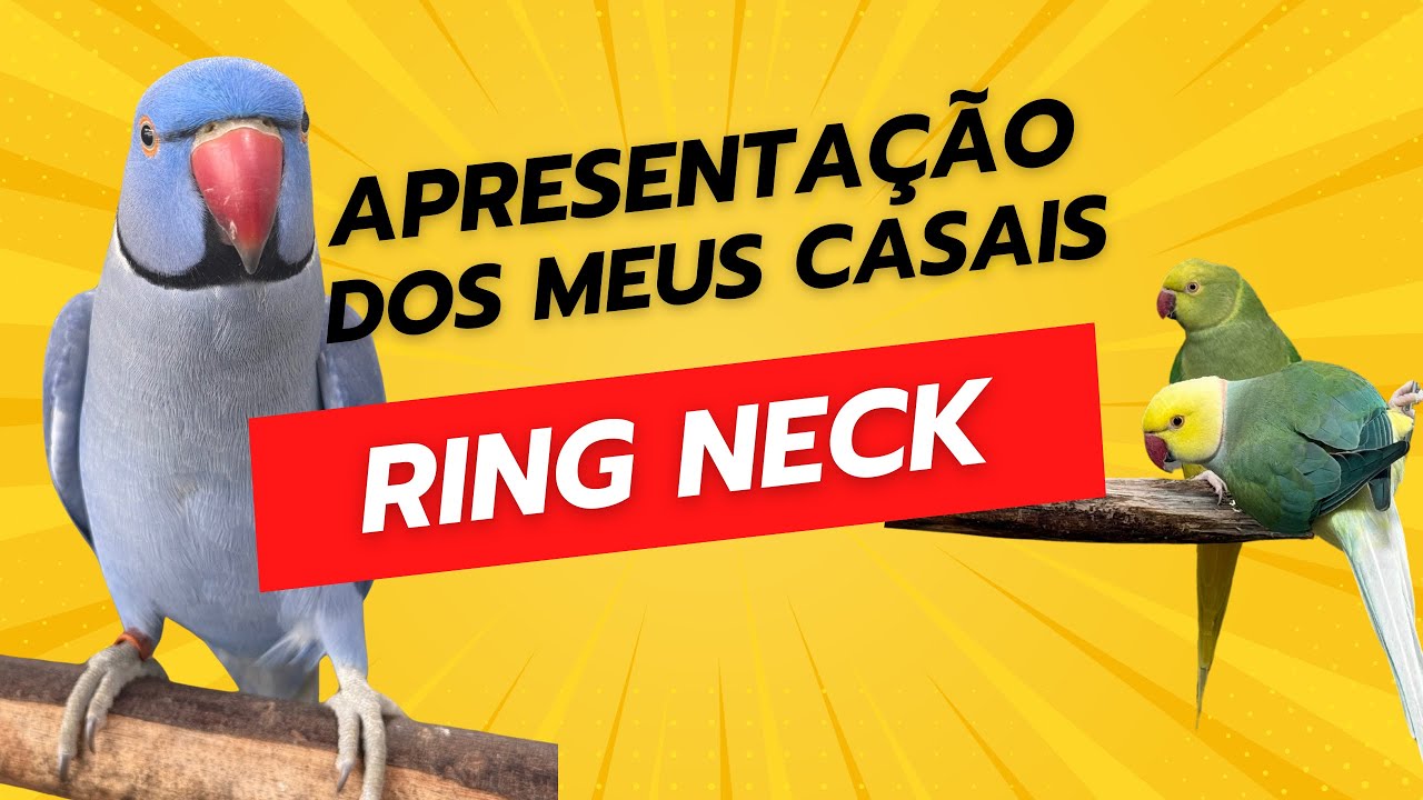 Casais Que Valem Ouro! Confira Meus Ring Necks Selecionados