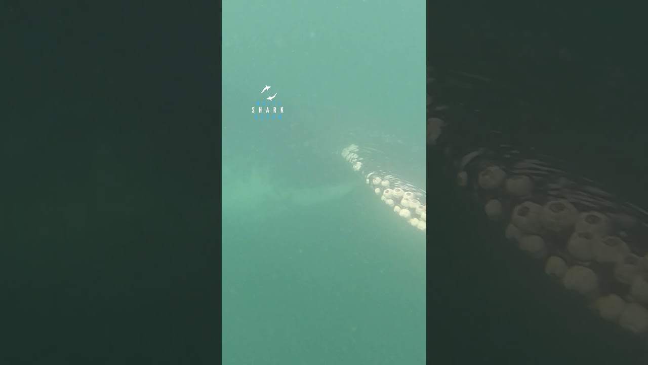Diver Has Close Run In With A Humpback Whale