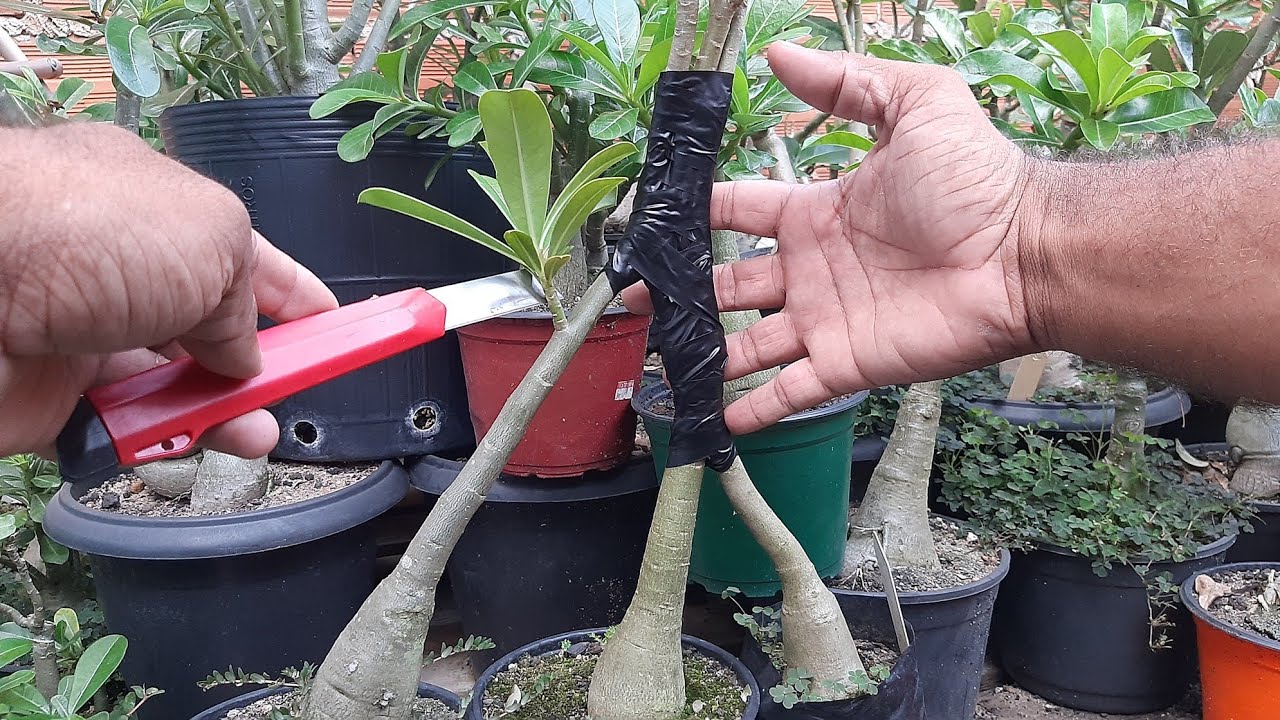 Técnica de como juntar três rosas do deserto com 3 flores diferentes