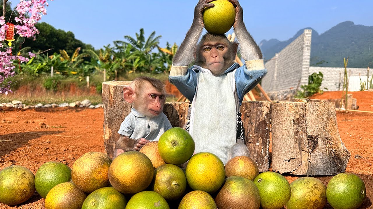 Bim Bim and baby monkey Obi help dad pick oranges in real life