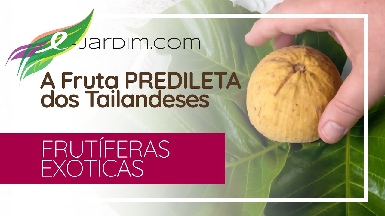 A FRUTA PREDILETA dos Tailandeses - Santol - Frutíferas Exóticas | Sítio E-Jardim