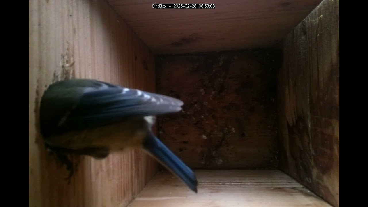 Birdbox - 2026-02-28