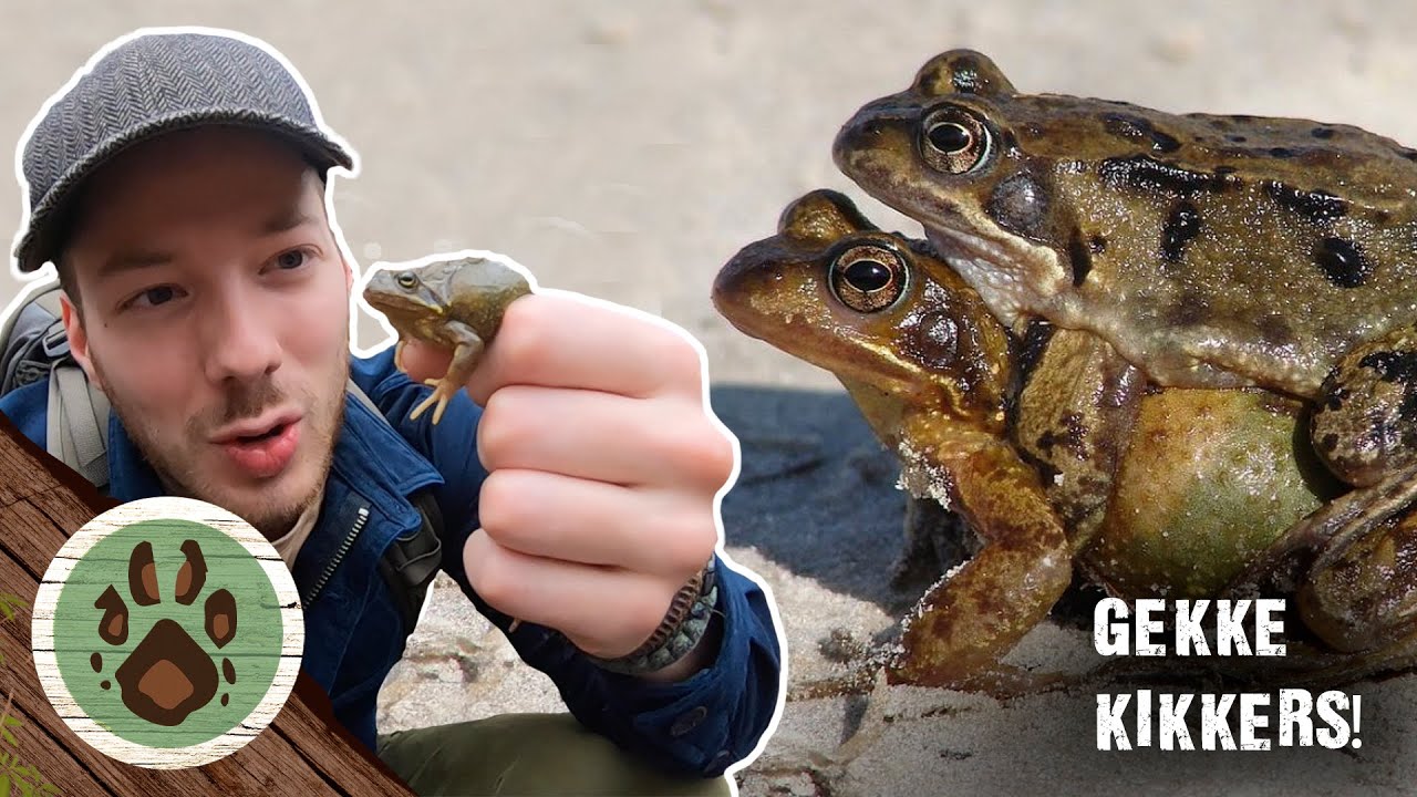 WAAROM ZITTEN KIKKERS OP ELKAAR?!