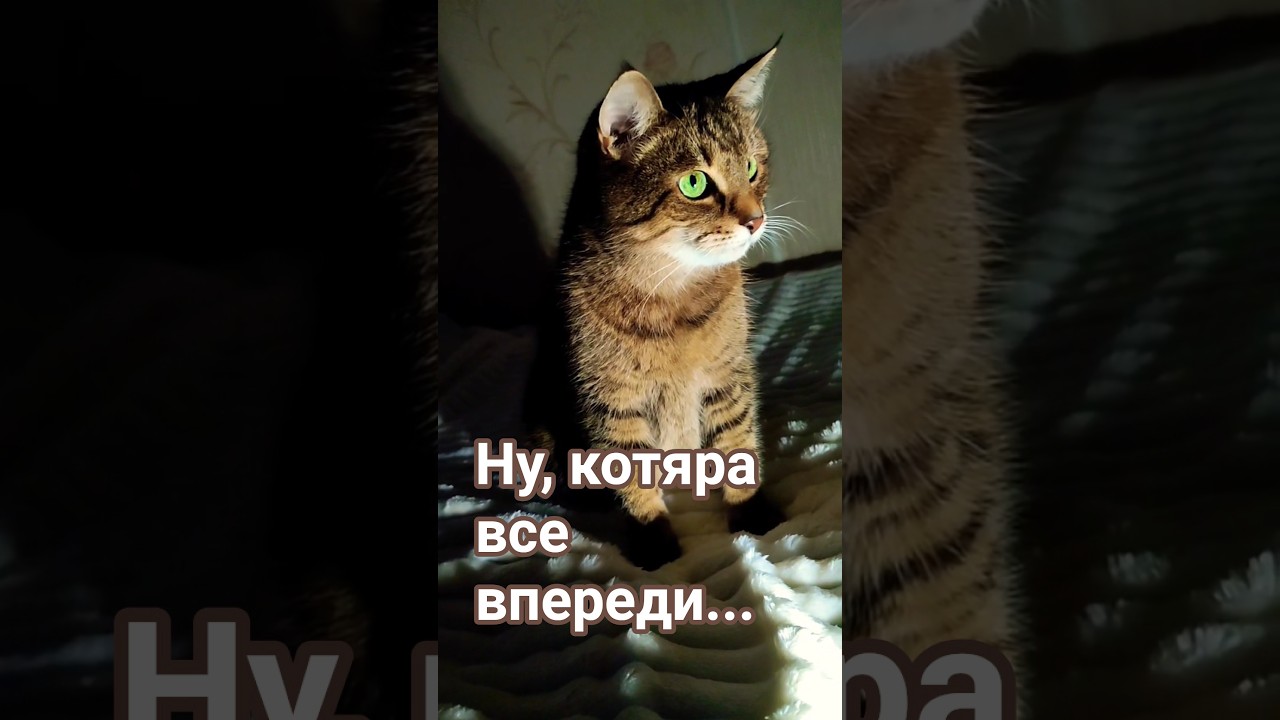 Если напакостил