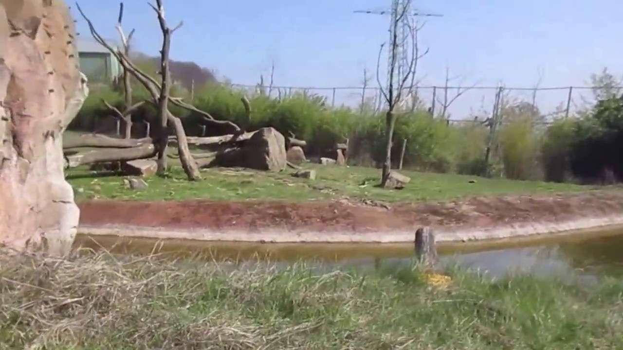 Spaziergang in Zoo Osnabrück im größtem Zoo in Niedersachsen