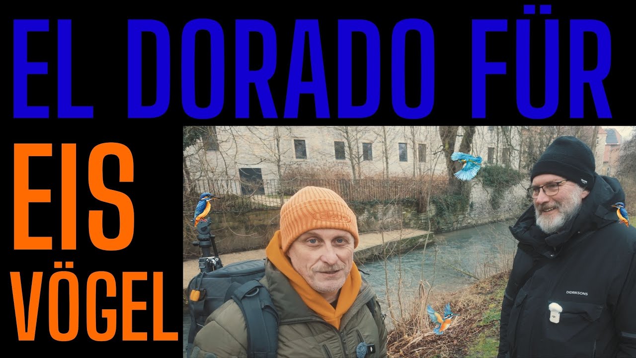 El Dorado für Eisvögel in NRW - Meet & Greet mit dem Eisvogelexperten Jochen Roth