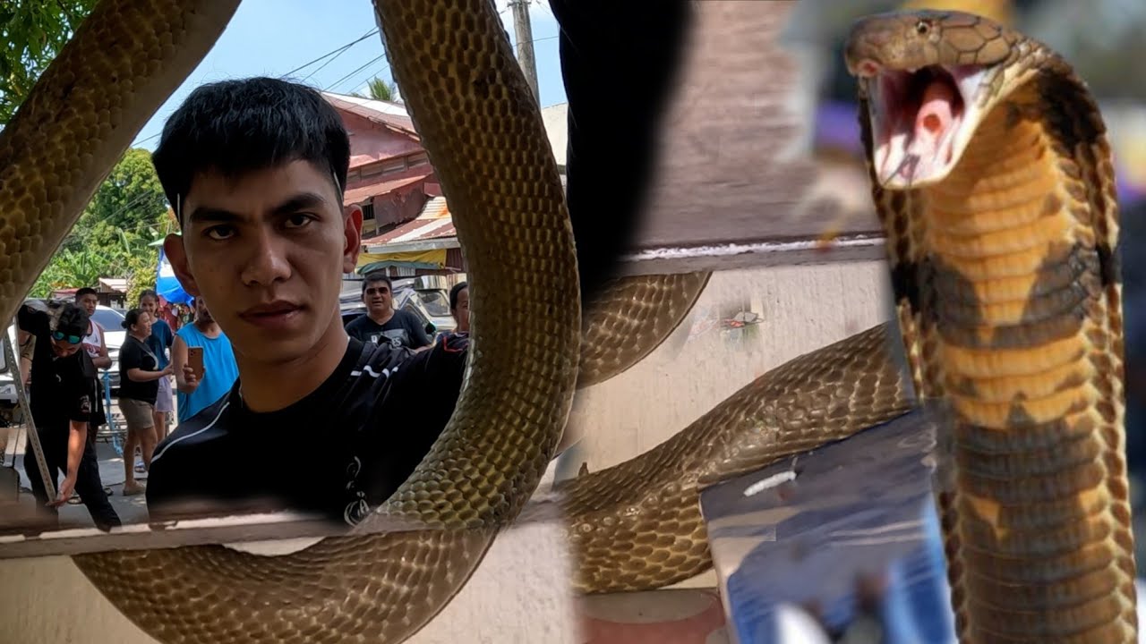 MATAPANG NA KING COBRA AT PHILIPINE COBRA ANG NASAGUPA NI COBRA PRINCE