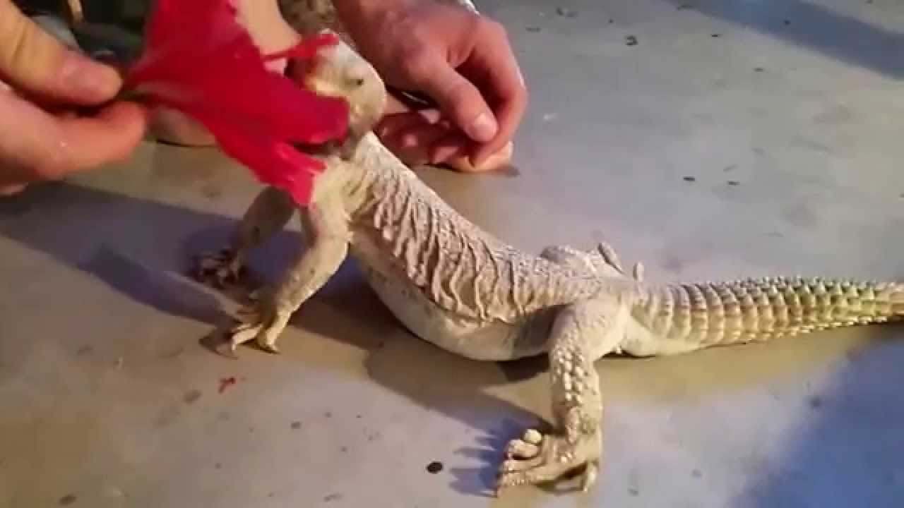 Hamish the Great- Microlepis Egyptian Uromastyx