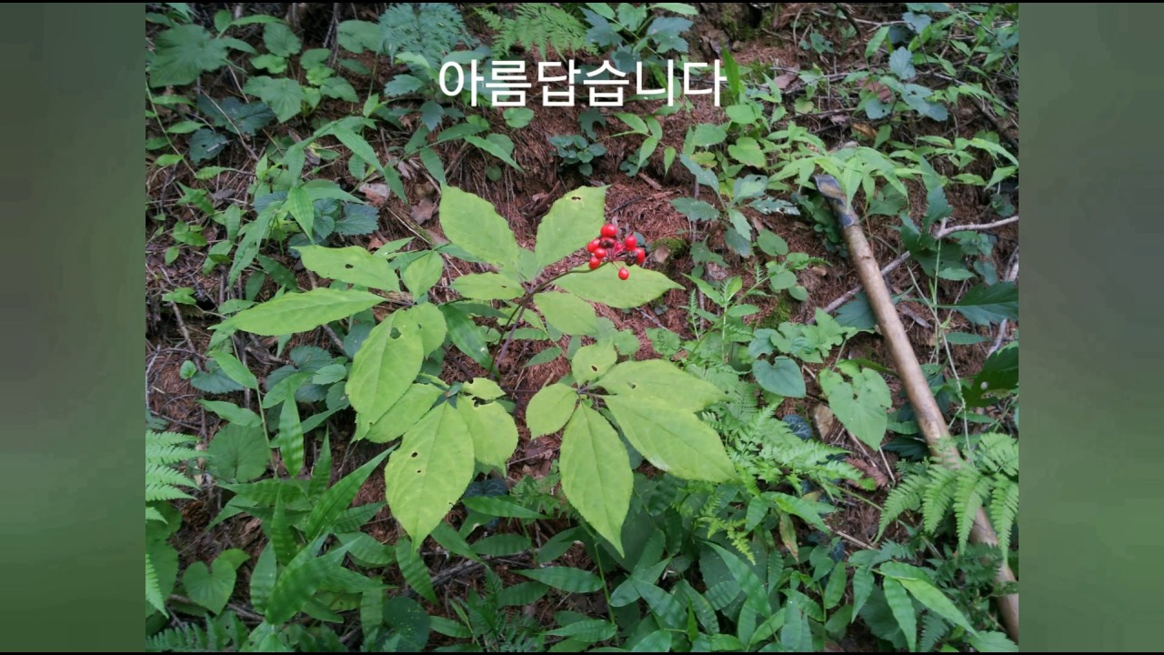 약초산행 산삼사진 Wild Ginseng