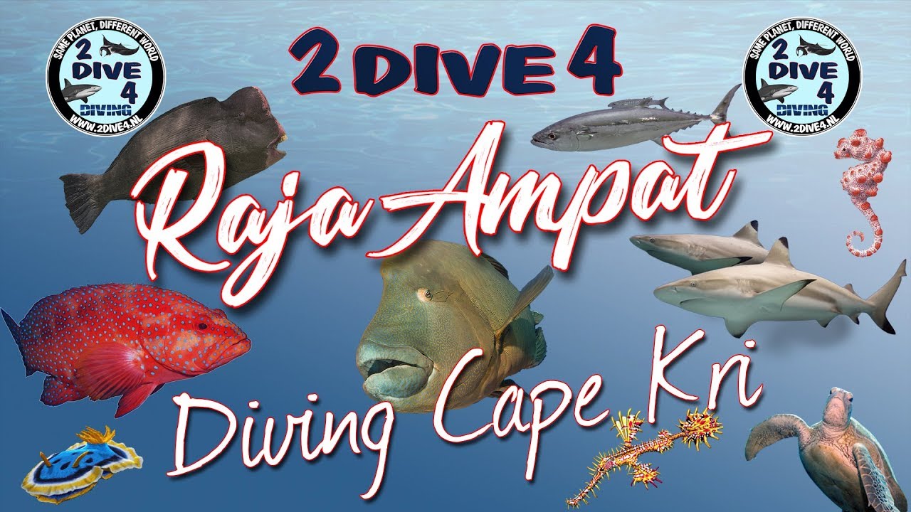 Raja Ampat - Diving Cape Kri with Papua Divers (2dive4)