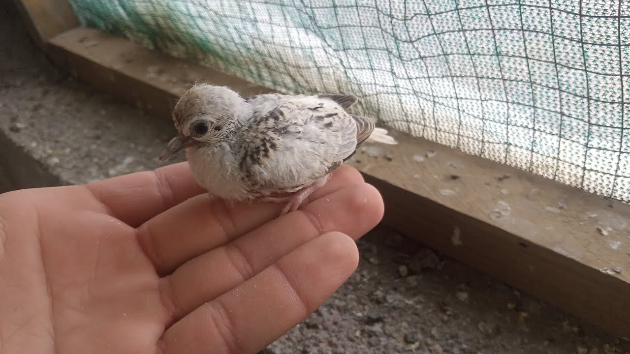 فاخت #ملكي ضل يطيرر وخيرن شقلت مكيف
