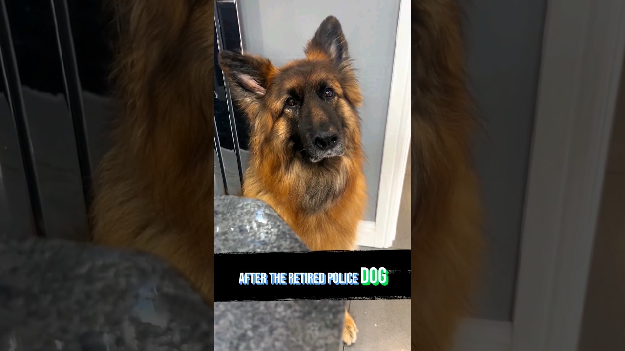 Retired police dog who was told he was adopted #foryou #animals #pets #cute #healing #dog #lucy