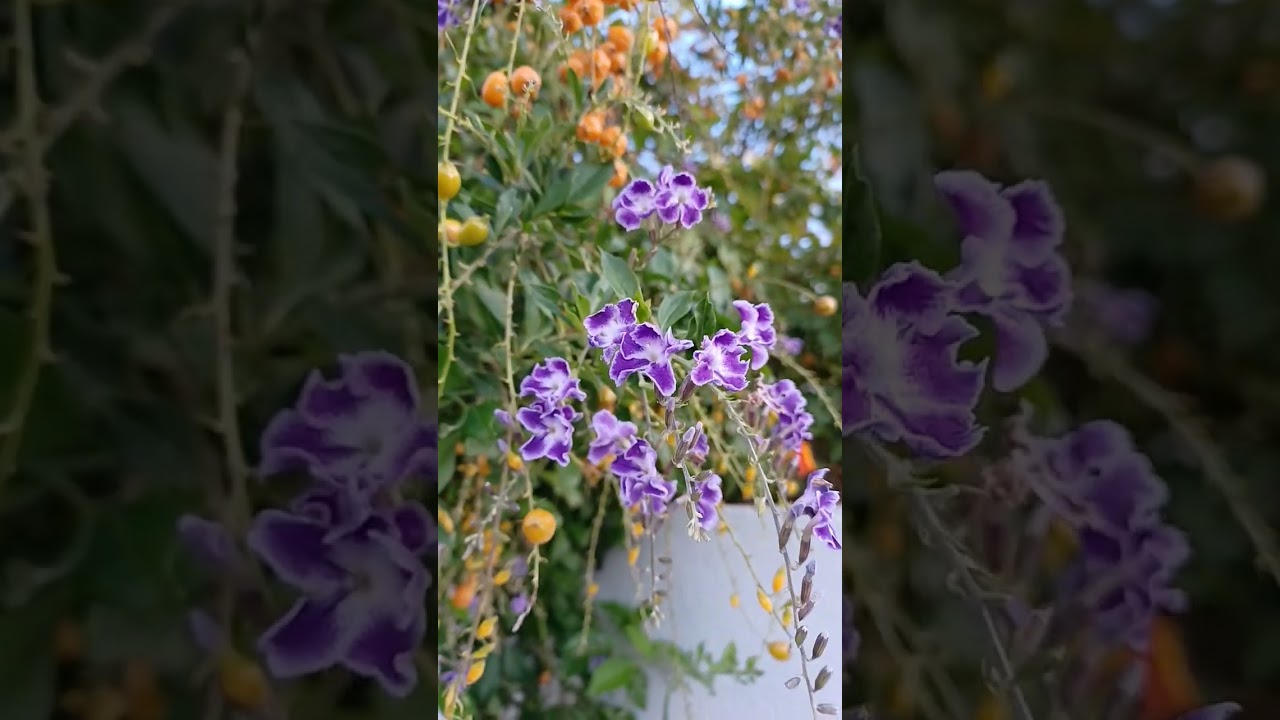 Duranta erecta, gota de roc&iacute;o - Las plantas de Teresa
