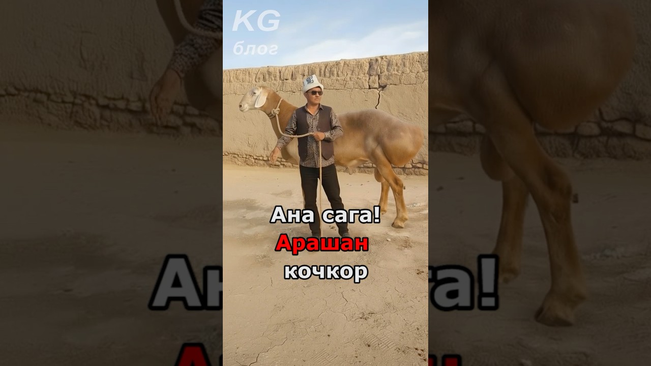 Охоо, Бука менен тең ГИГАНТ АРАШАН кочкор Кыргызстанда! Тез көр! #shorts #арашанкочкор