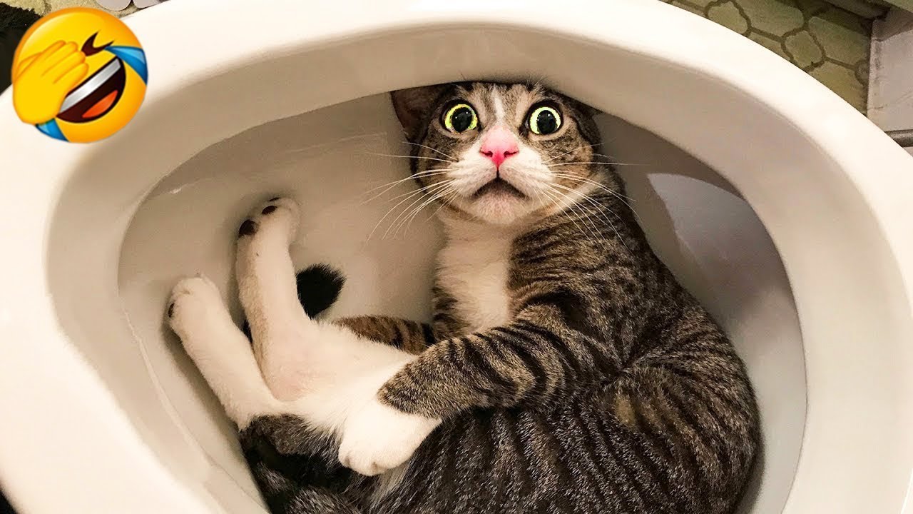 Funniest Cats And Dogs Videos 😂 - Best Funny Animal Videos 2023 😅 #2