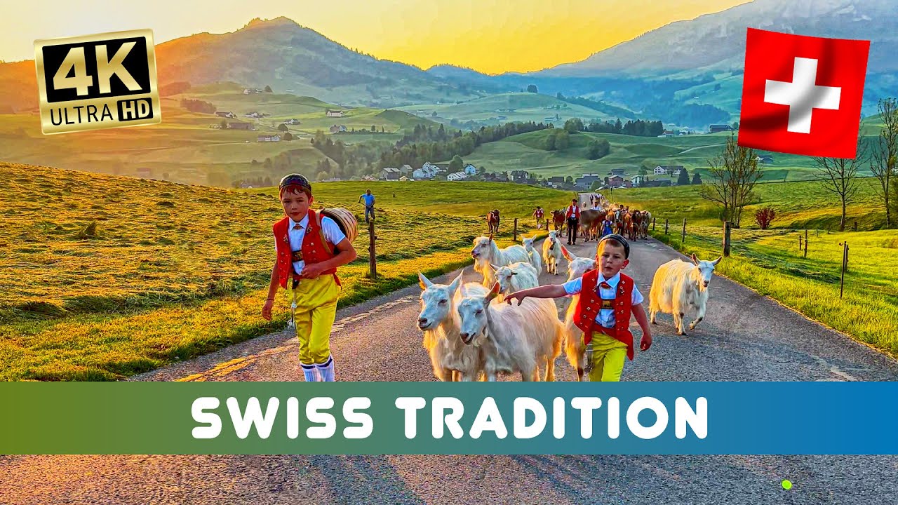 Swiss Tradition 🇨🇭 Alpine Cattle Drive 🐮 from Appenzell up to the wonderful Swiss Alps ☀️⛰️🫶