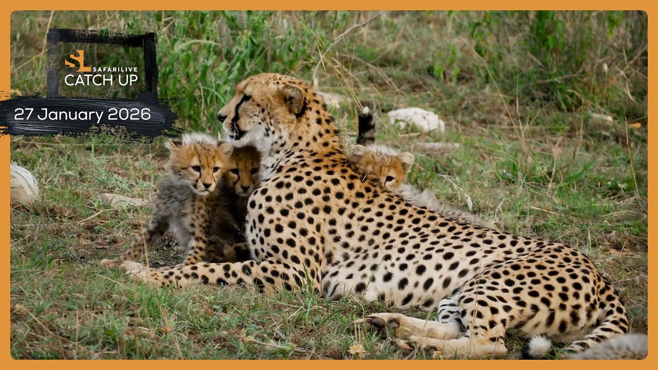Cheetah cubs and bat-eared foxes - SafariLIVE Catch Up, 27 January 2026