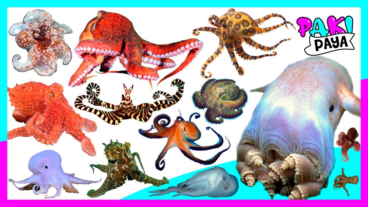 ¡TIPOS DE PULPOS! 🐙🐙 OCTOPUS OF THE WORLD / SEA ANIMALS / animales marinos. TYPES OF OCTOPUS