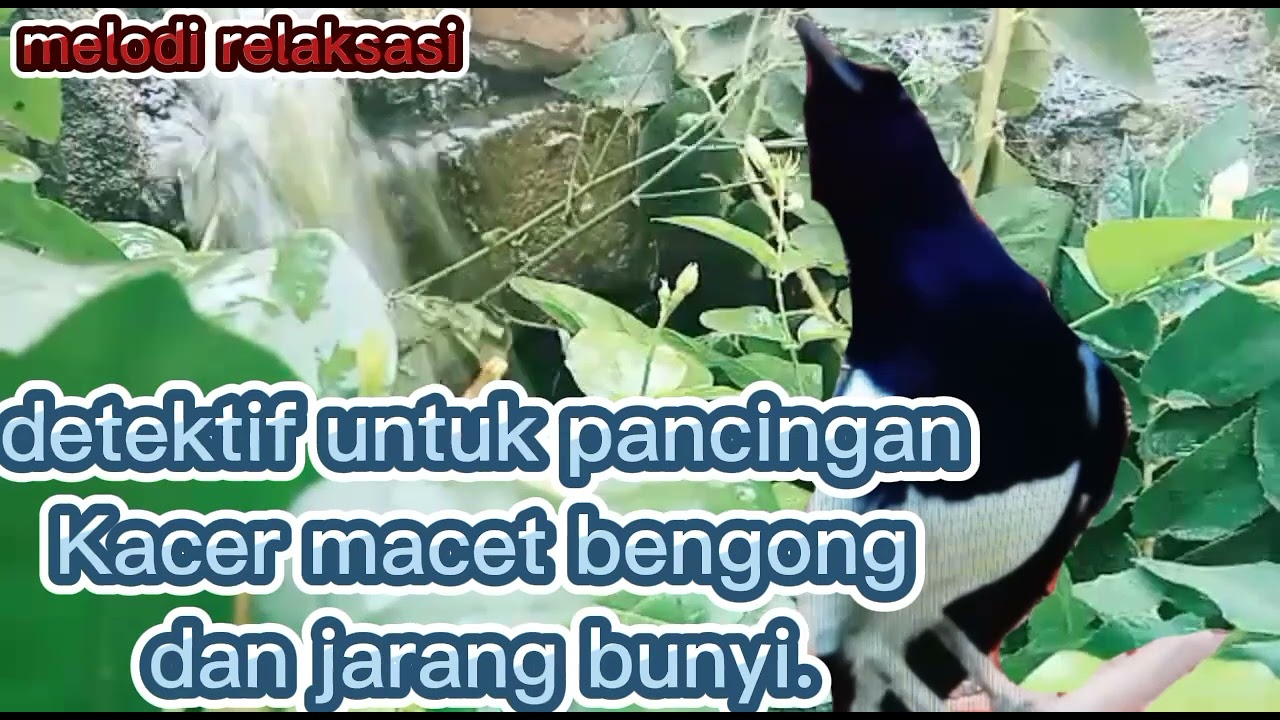 untuk pancingan Kacer malas bunyi terapi dan relaksasi.suara Kacer alam liar.