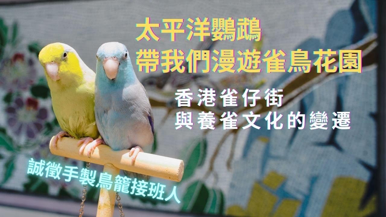 #漂泊 ｜太平洋鸚鵡帶我們漫遊雀鳥花園｜香港養雀文化與雀仔街的變遷｜誠徵手製鳥籠接班人｜Hong Kong Bird Market