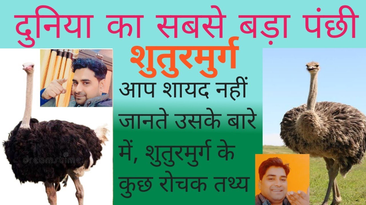 (Ostrich)शुतुरमुर्ग की जानकारी?Complete information about ostrich in hindi?दुनिया का सबसे बड़ापंक्षी