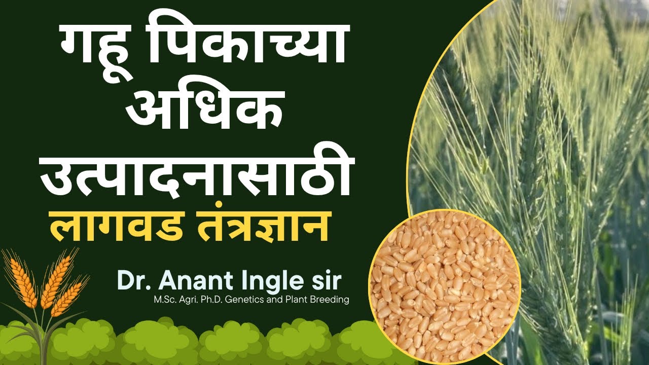 गहू पिकाच्या अधिक उत्पादनासाठी संपूर्ण लागवड तंत्रज्ञान।डॉ. अनंत इंगळे सर 
