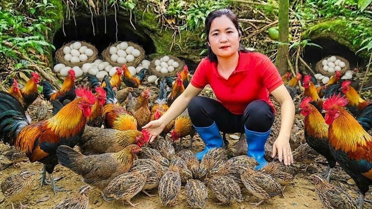 Harvesting Wild Chickens and Quails in the Forest & Goes Market to Sell – Forest Survival