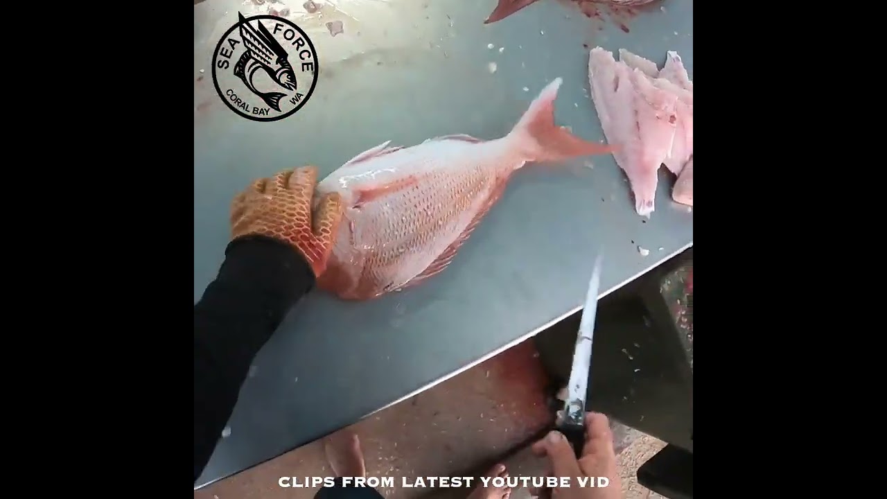 Fish Filleting | PINK SNAPPER - Fishing Charter, Coral Bay