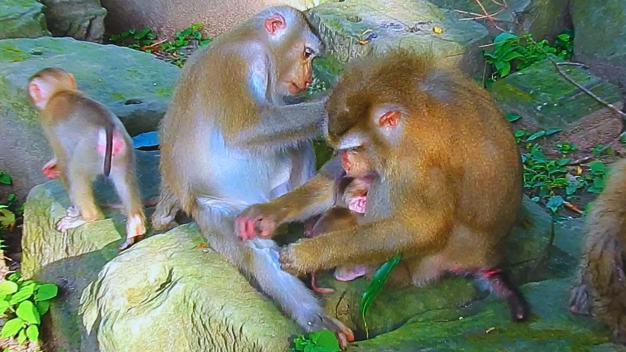 Oh, Monkey Joyce goes to take care of monkey Luna and baby monkey Lynx.
