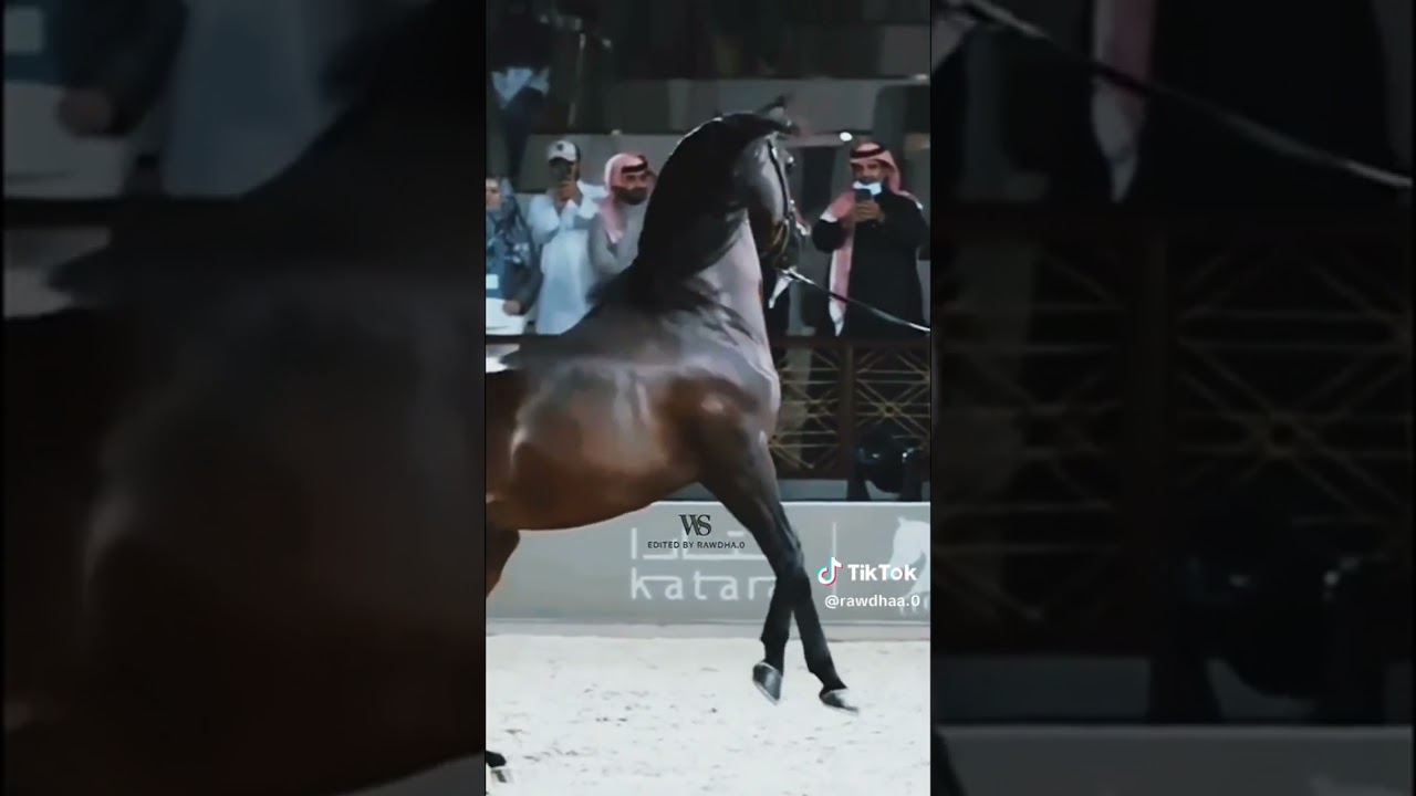 EKS Alihandro #arabianhorse #arabianstallion #italy #arabicvideo