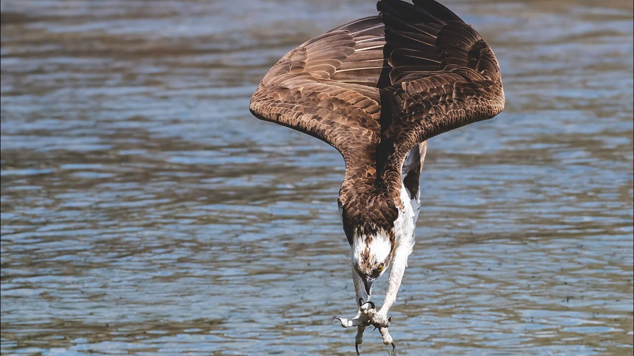 Must see!! Osprey dives off huge wall then free falls to catch big fish 😮 Z9