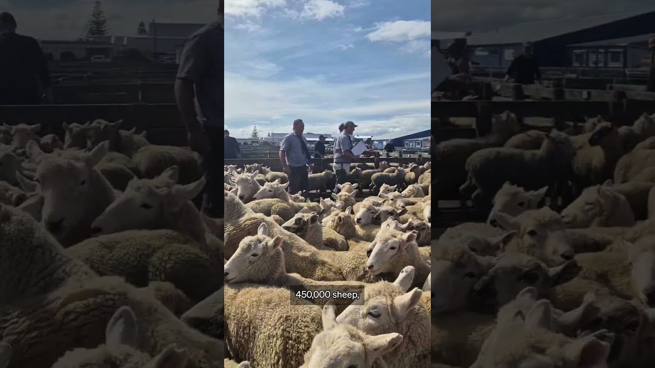 Country Life: The 'big money' changing hands at the Feilding saleyards | RNZ