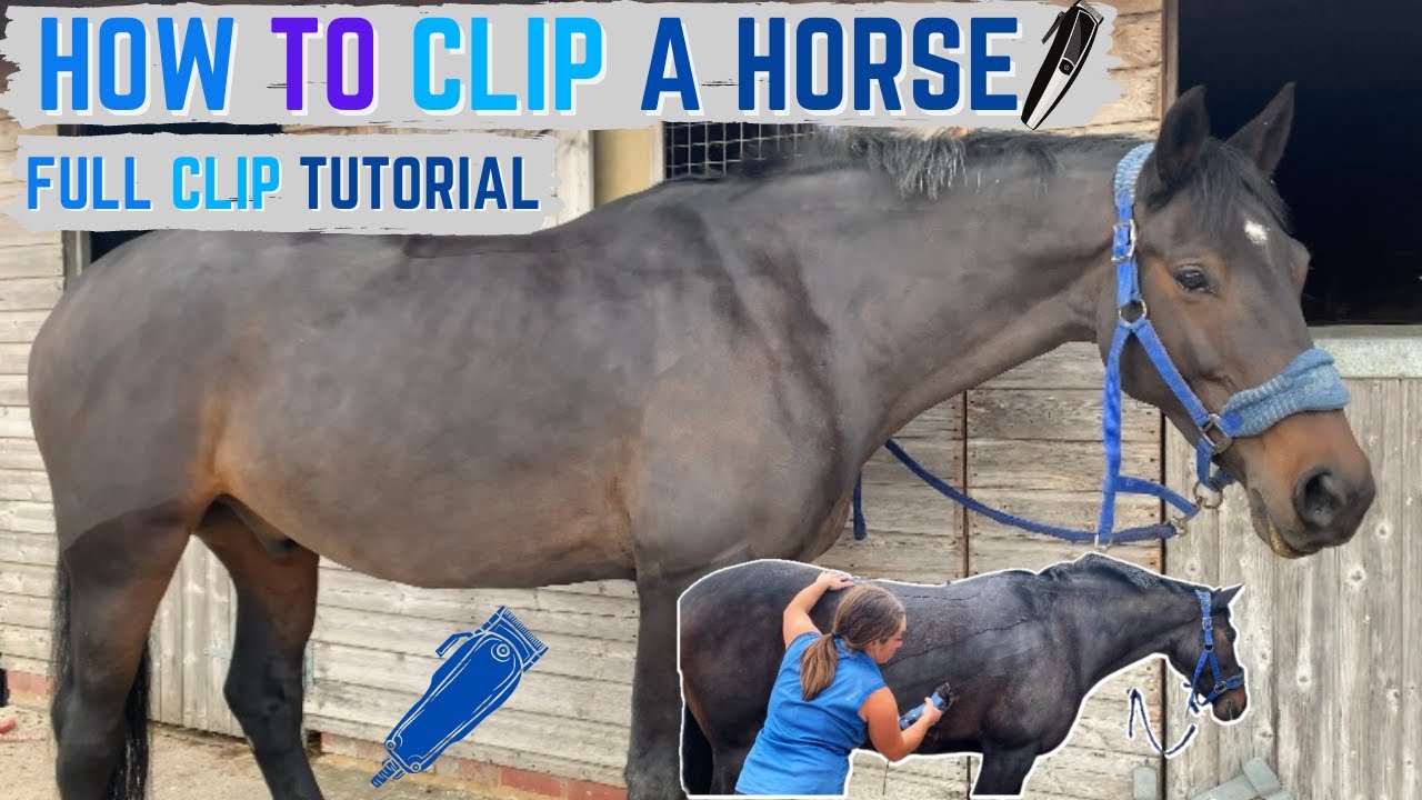 HOW TO CLIP A HORSE * Full Clip Tutorial *