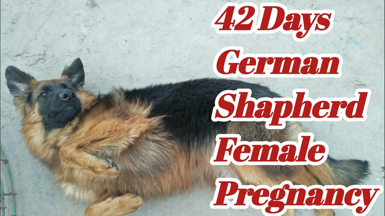 42 Days German Shapherd Female Pregnancy || Pregnant GSD female symptoms ||