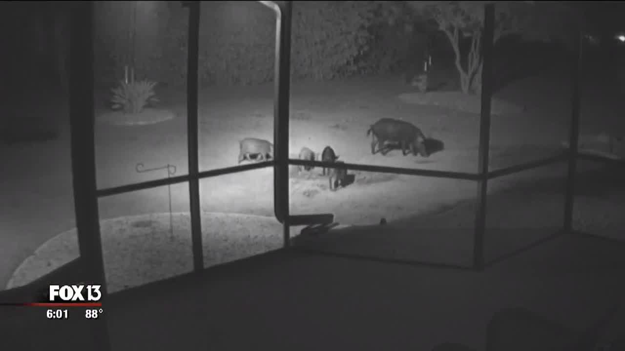 Frustrated residents seek alternative to shooting 'destructive' wild hogs