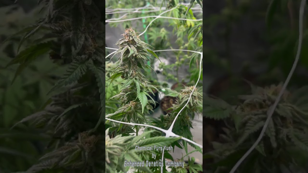 Chemical Pure Kush Enhanced Genetics Company