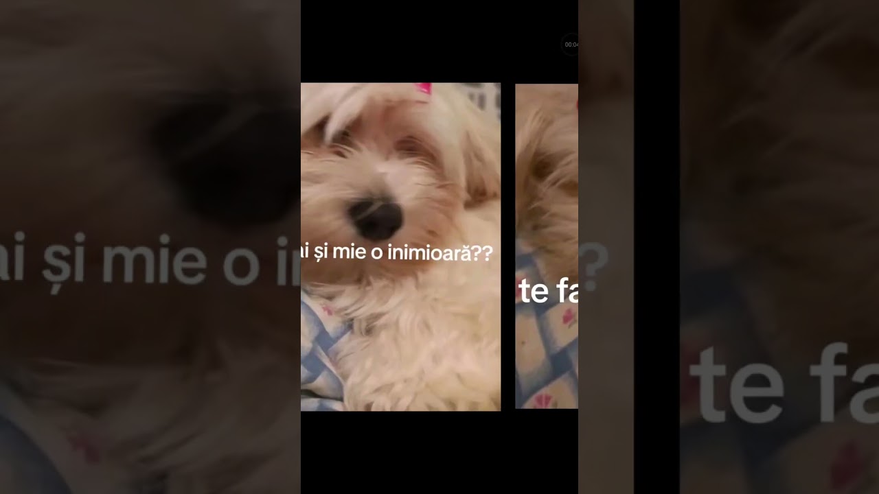 sunt căței mei vă place am de mult pozele apropo am pus și pe tiktok