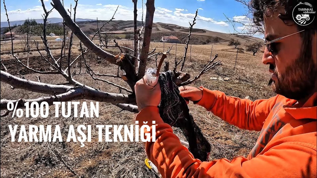 YARMA AŞI (KALEM AŞI) NASIL YAPILIR? | MEYVE AĞAÇLARINDA %100 TUTAN AŞI TEKNİĞİ