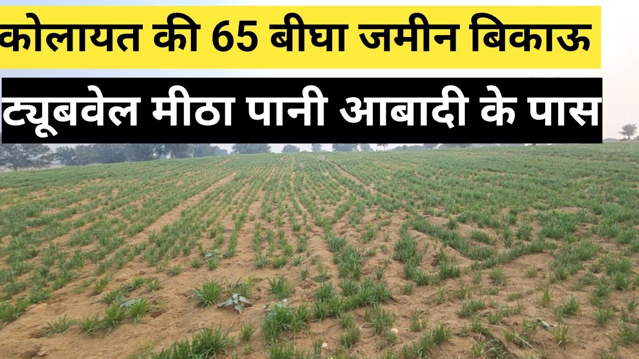 कोलायत की 65 बीघा जमीन बिकाऊ ट्यूबवेल मीठा पानी आबादी के पास भाव की जमीन बीकानेर राजस्थान।