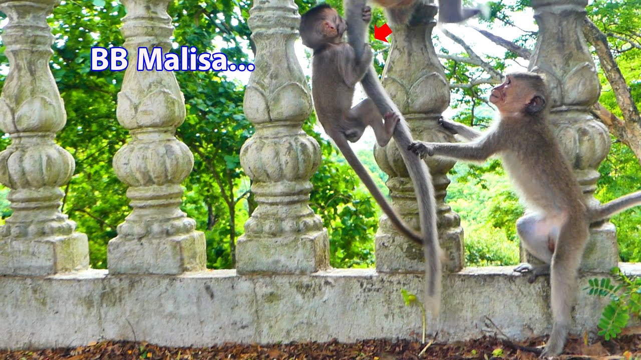 OMG...Little baby monkey Malisa's really smart that climbs her Mom Malika's tail to the top.