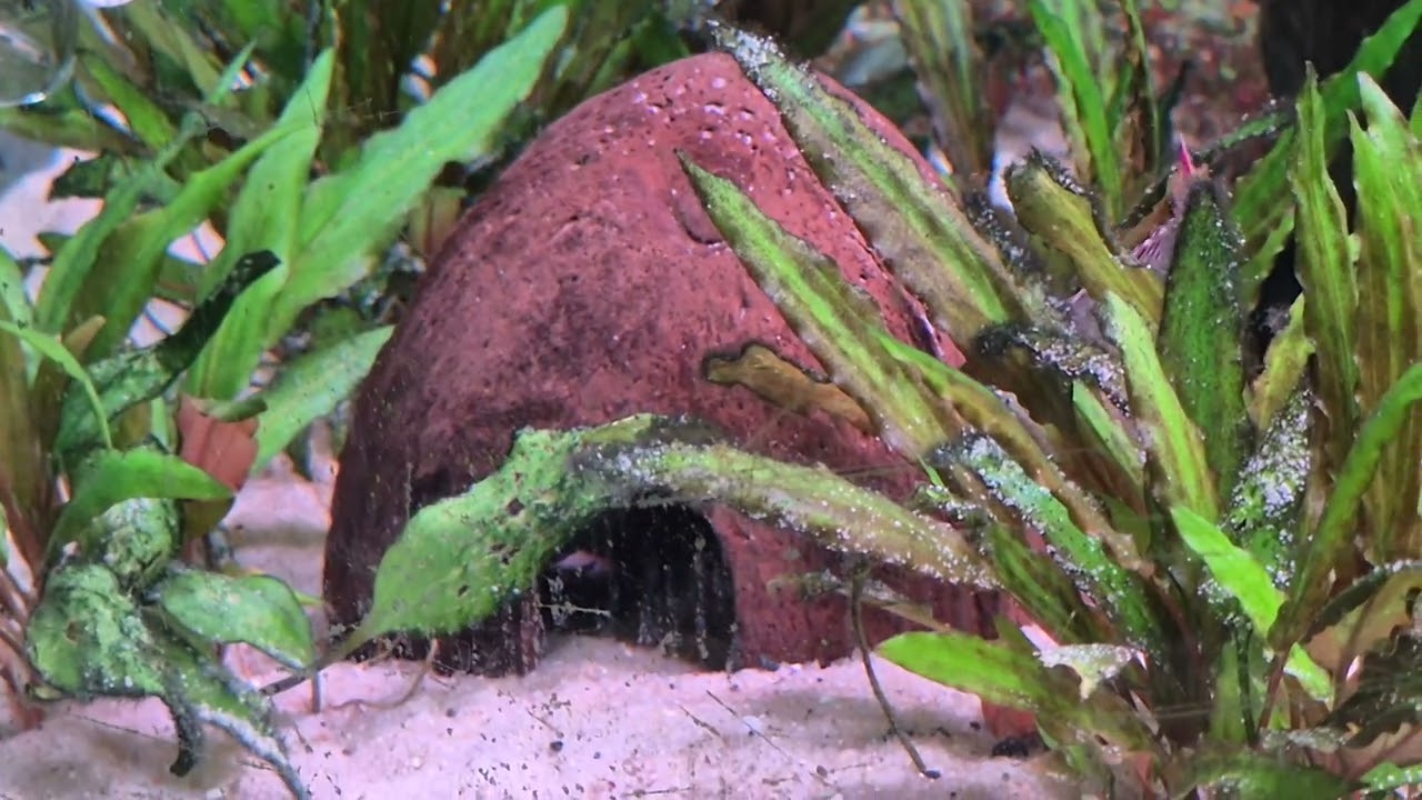Pelvicachromis taeniatus kienke 