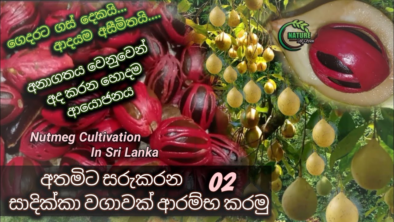 Nutmeg Cultivation | සාදික්කා වගාව |  #Nutmeg Cultivation in Sri lanka  #සාදික්කා වසාවාසී | #Sadikka