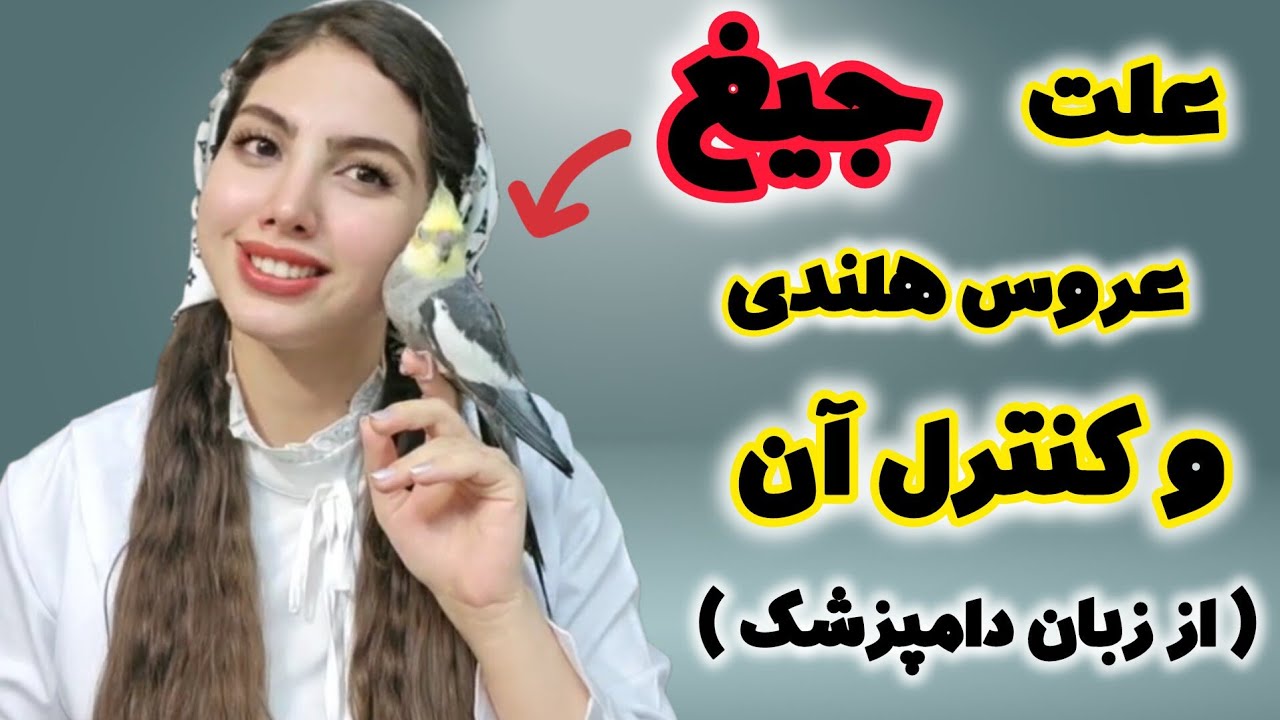 چرا عروس هلندی جیغ میزنه و راههای کنترل آن | how to stop a cockatiel from screaming