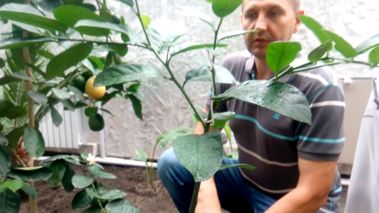 Инжир, банан, лимон и др... Наши тропики радуют плодами